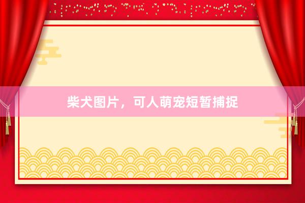 柴犬图片，可人萌宠短暂捕捉